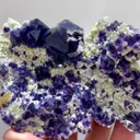 specimen video
