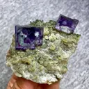specimen video