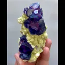 specimen video