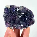 specimen video