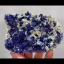 specimen video