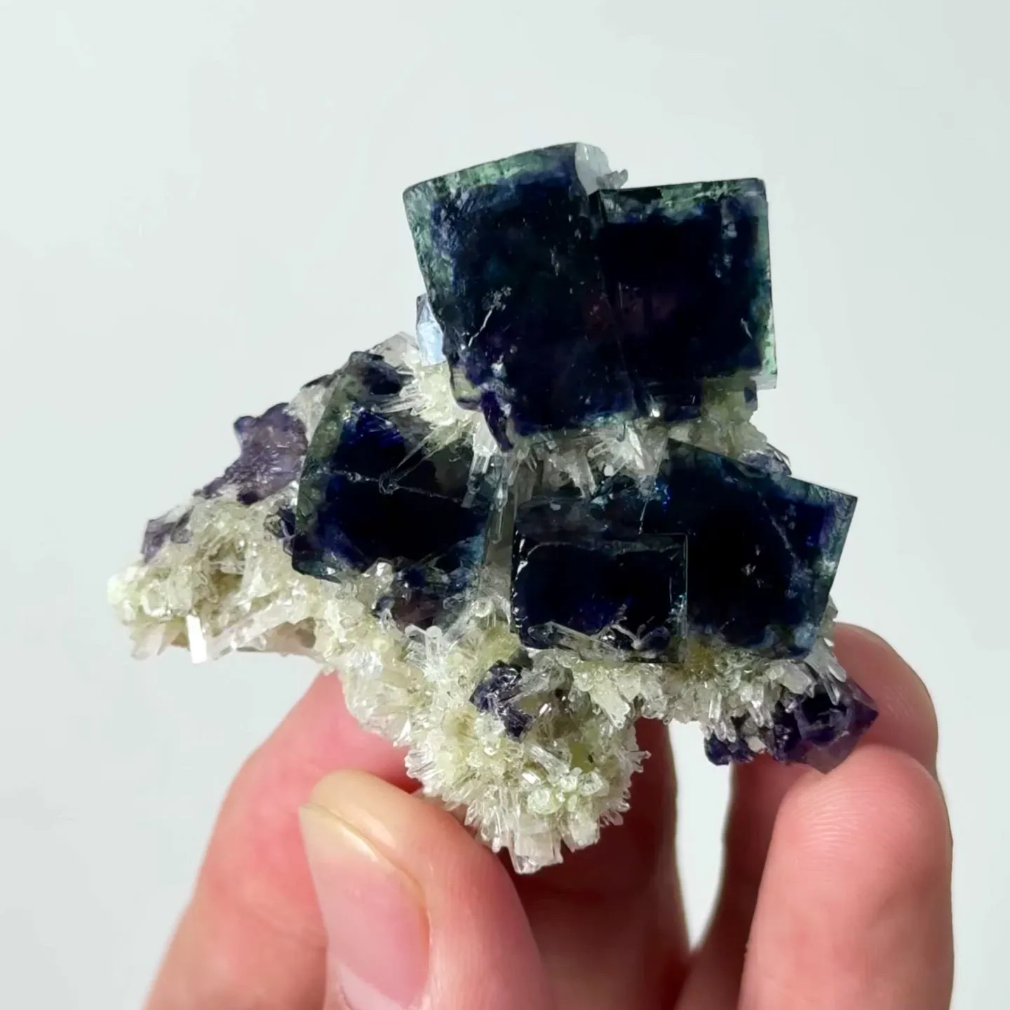 specimen video