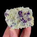 specimen video