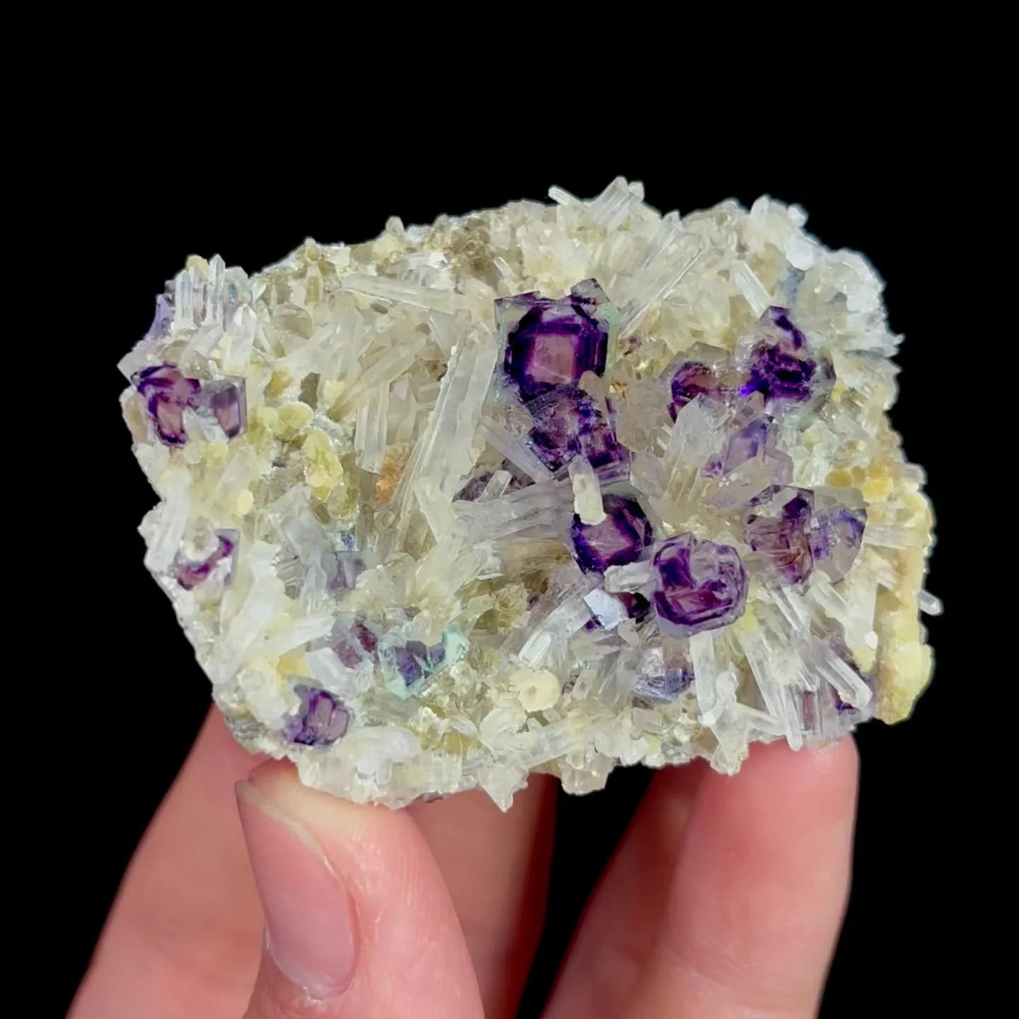 specimen video