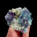 specimen video