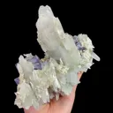 specimen video