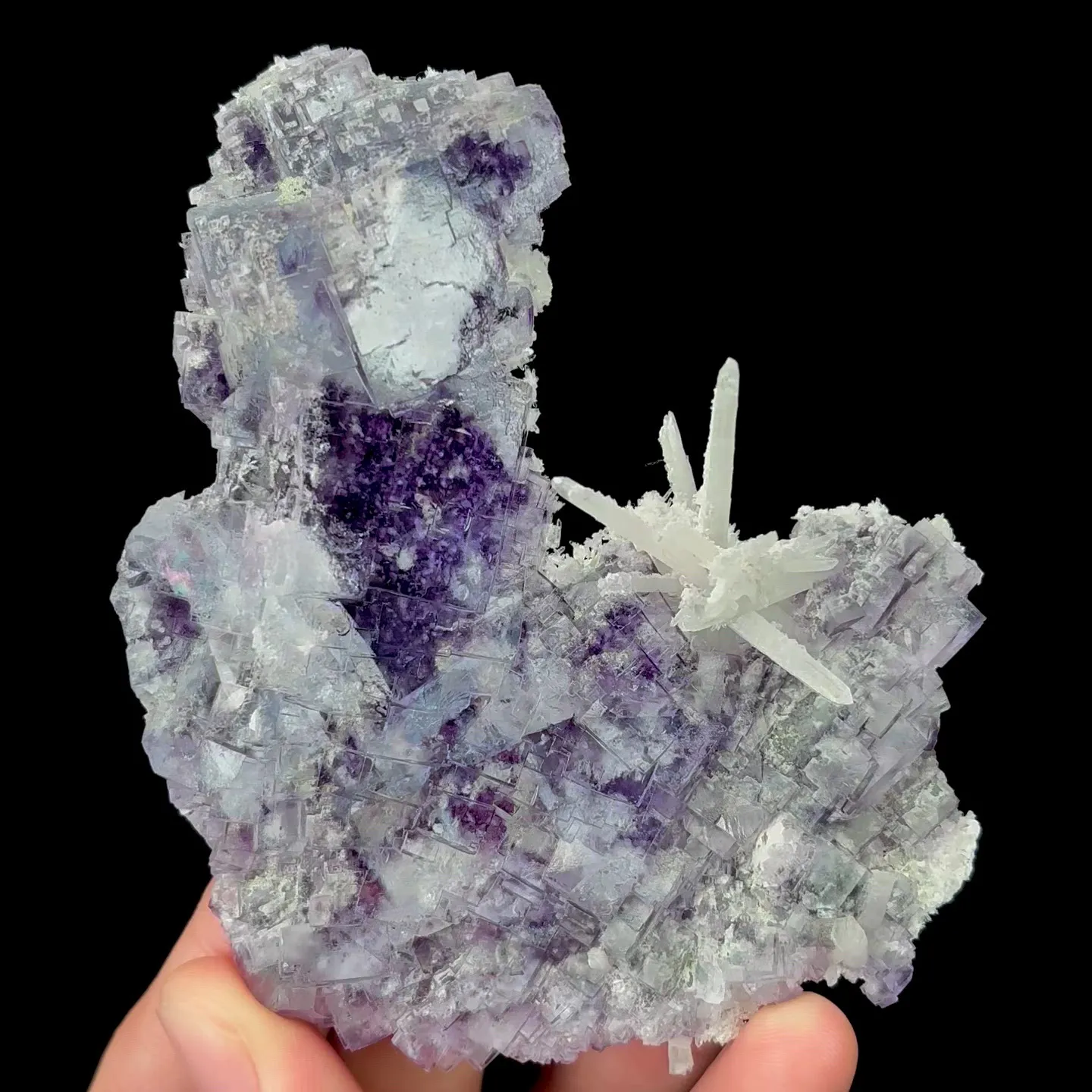 specimen video