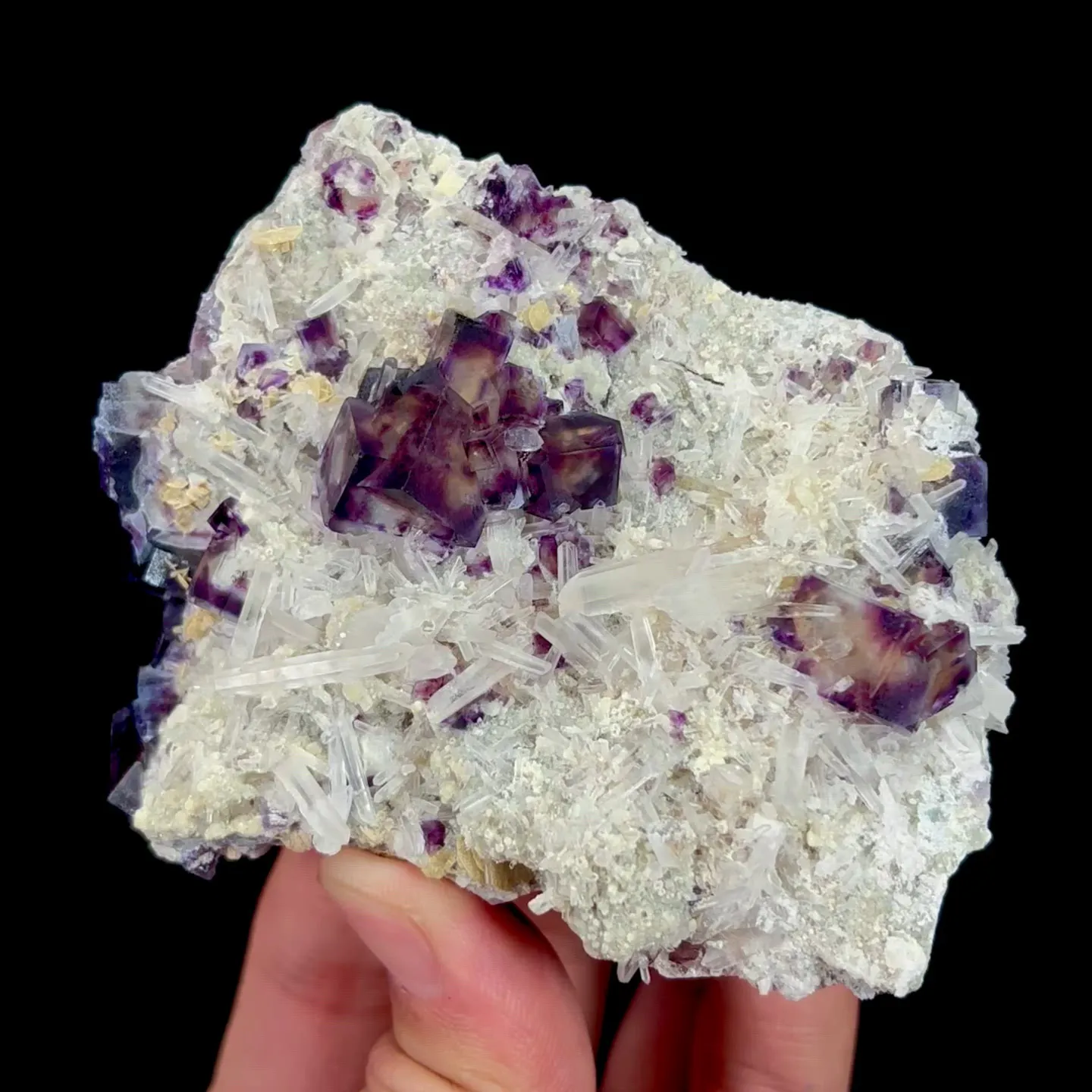 specimen video