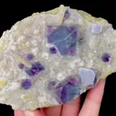 specimen video