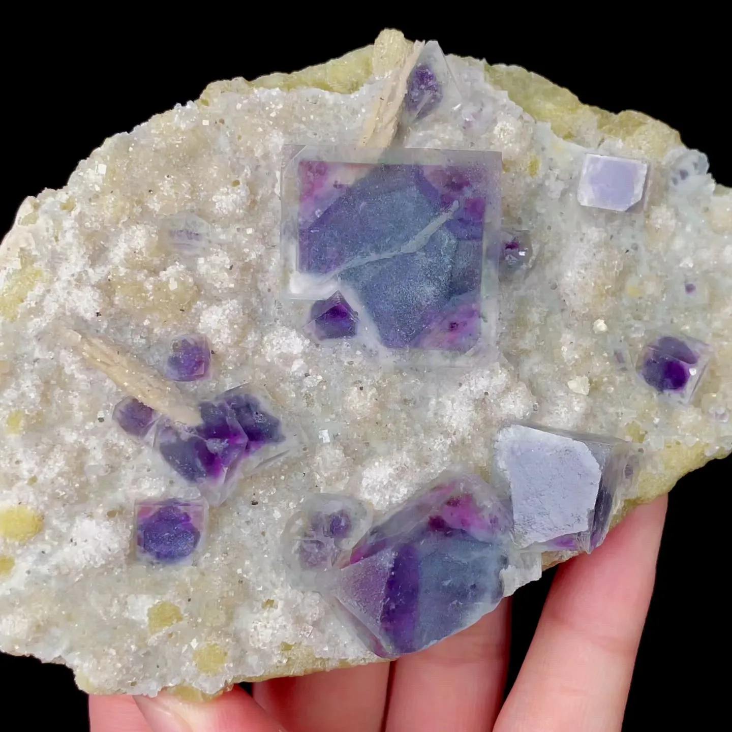 specimen video