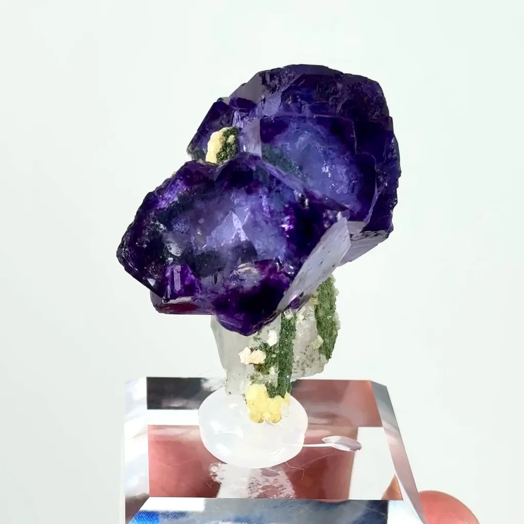 specimen video