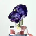 specimen video