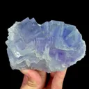 specimen video