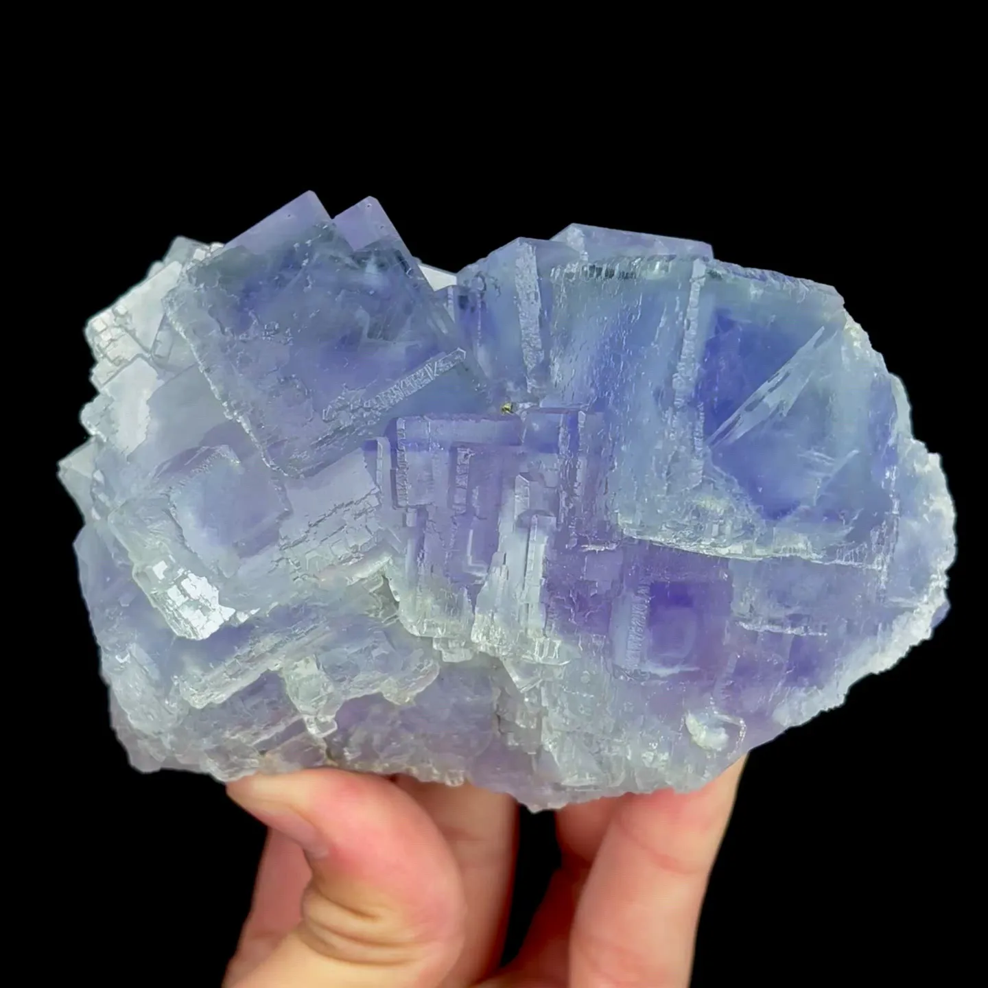 specimen video
