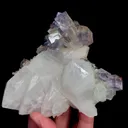 specimen video