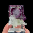 specimen video