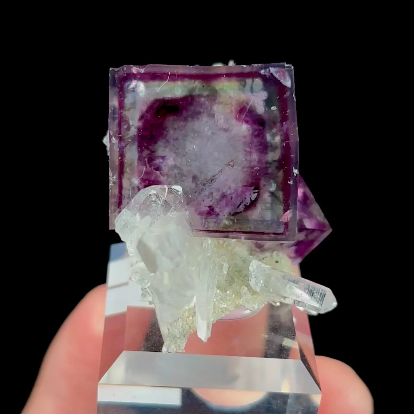 specimen video