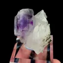 specimen video