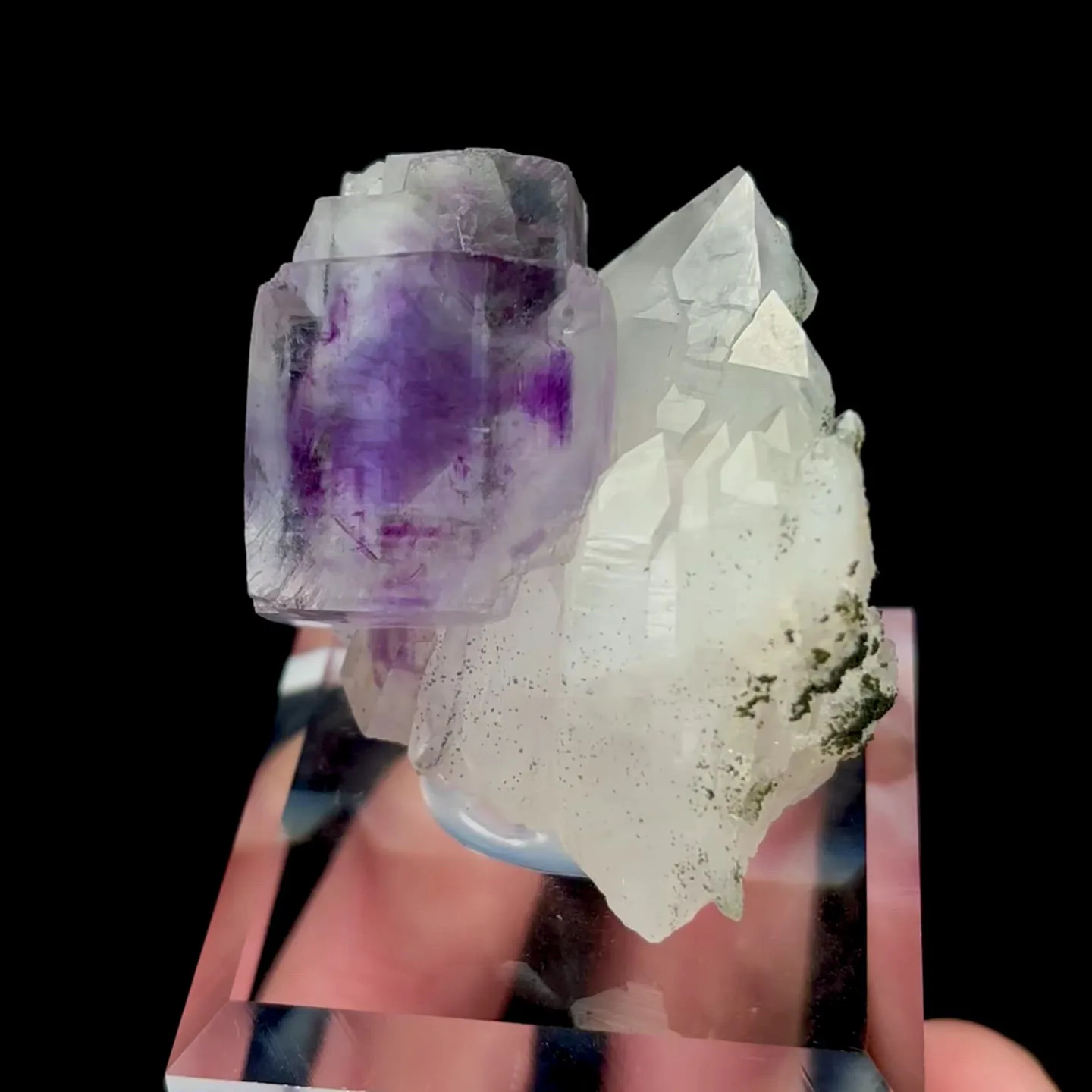 specimen video