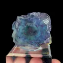 specimen video