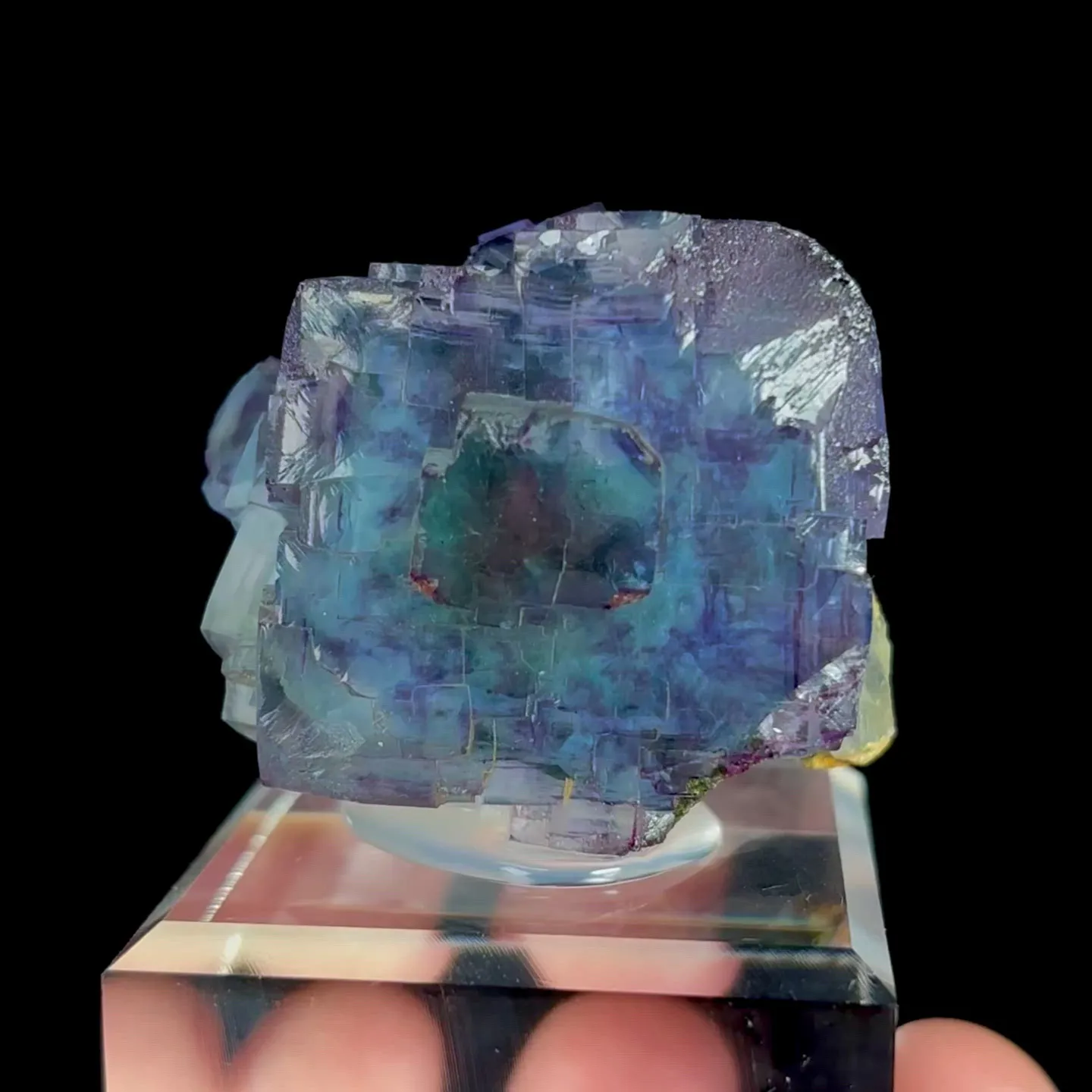specimen video