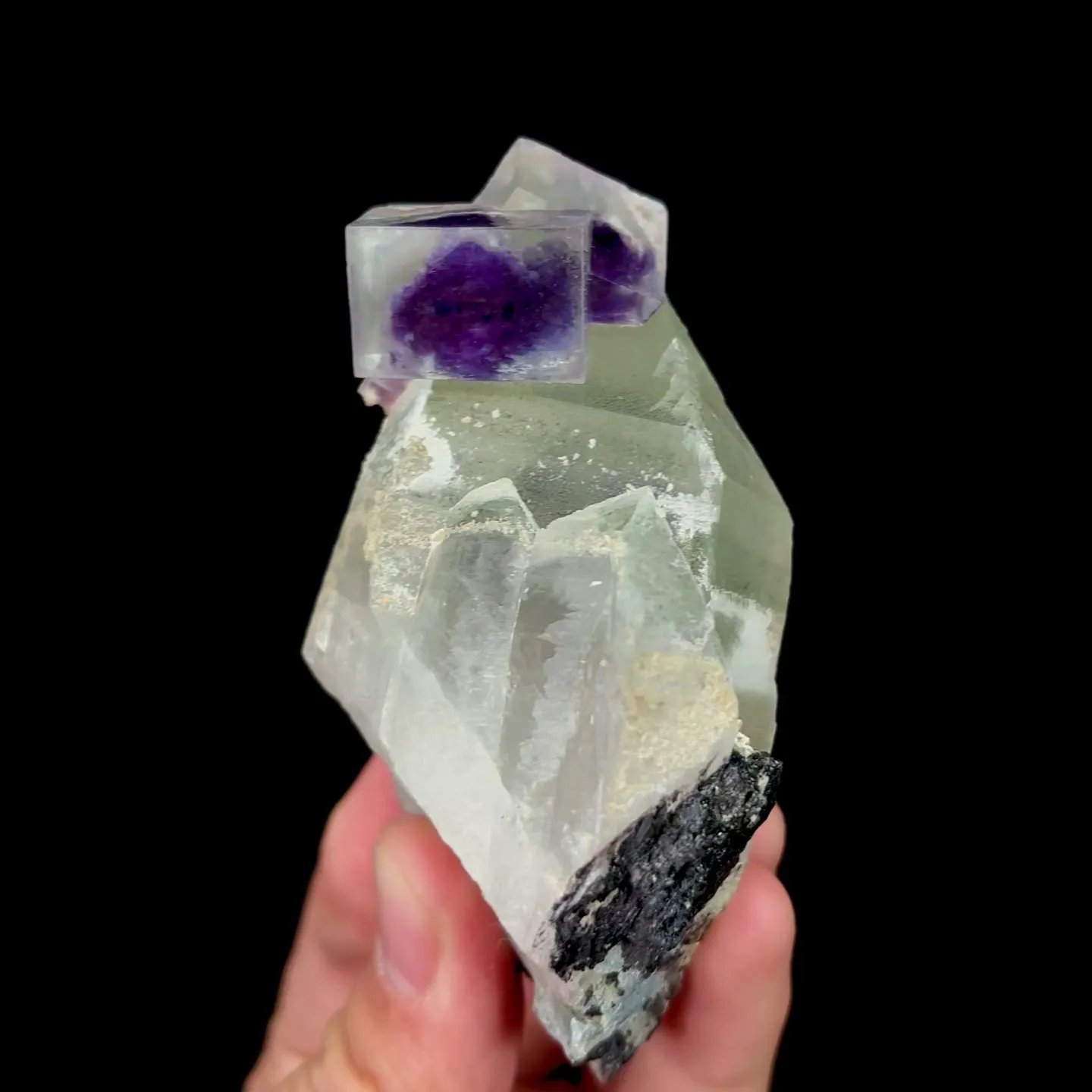 specimen video