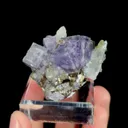 specimen video