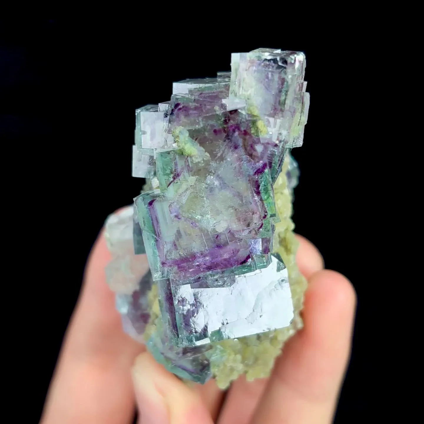 specimen video