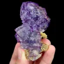 specimen video
