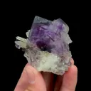specimen video