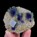 specimen video