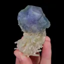 specimen video