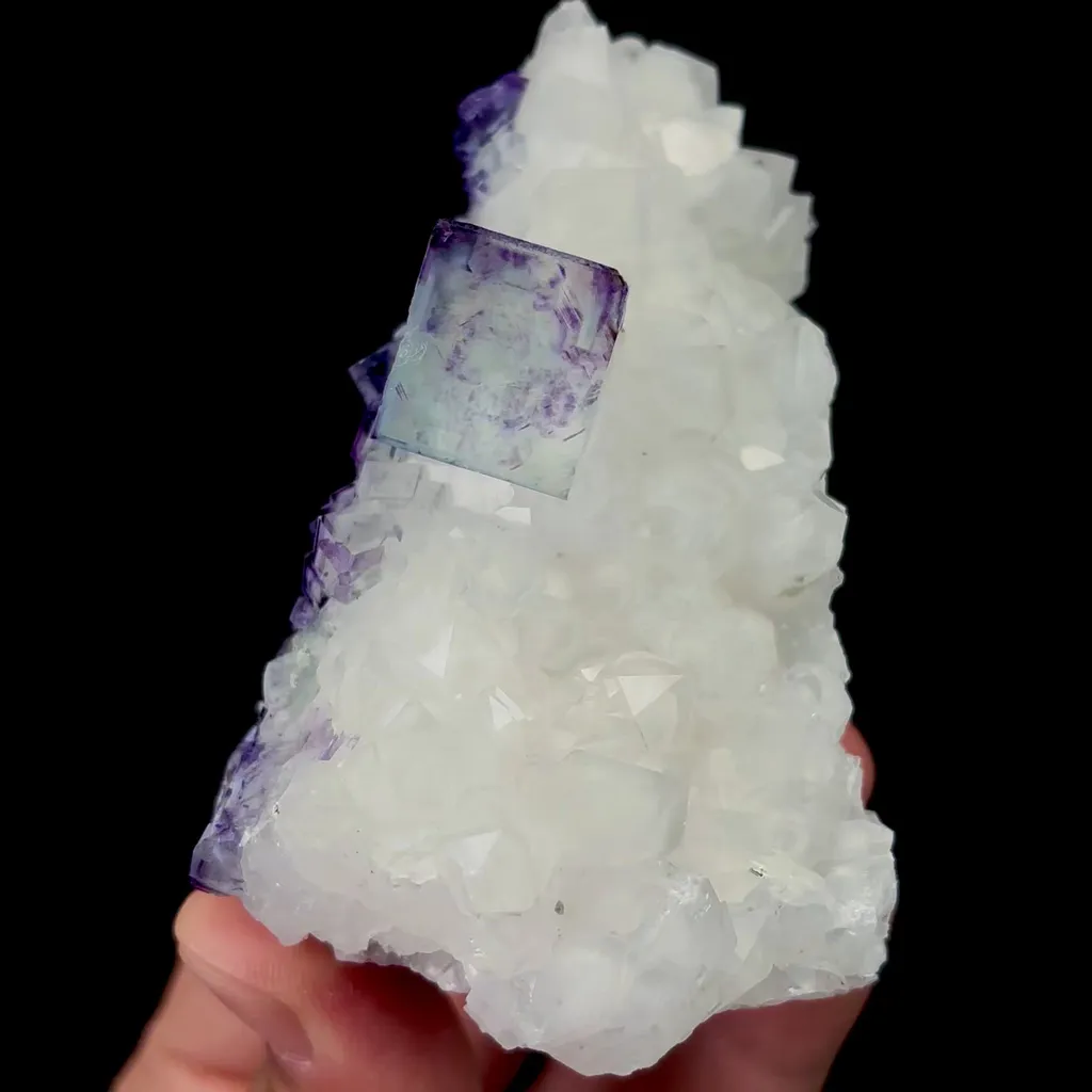 specimen video