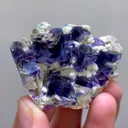 specimen video