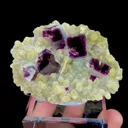specimen video