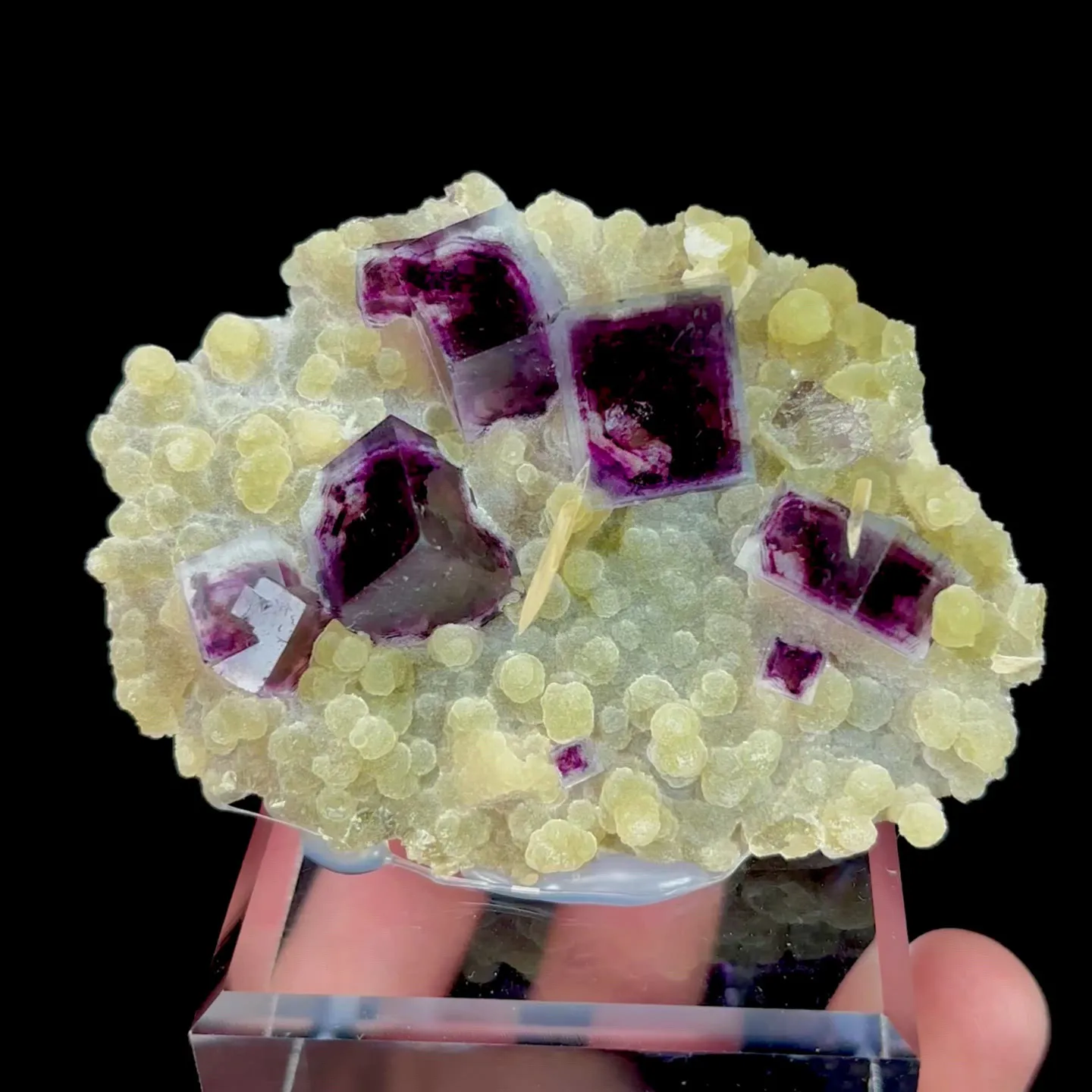 specimen video