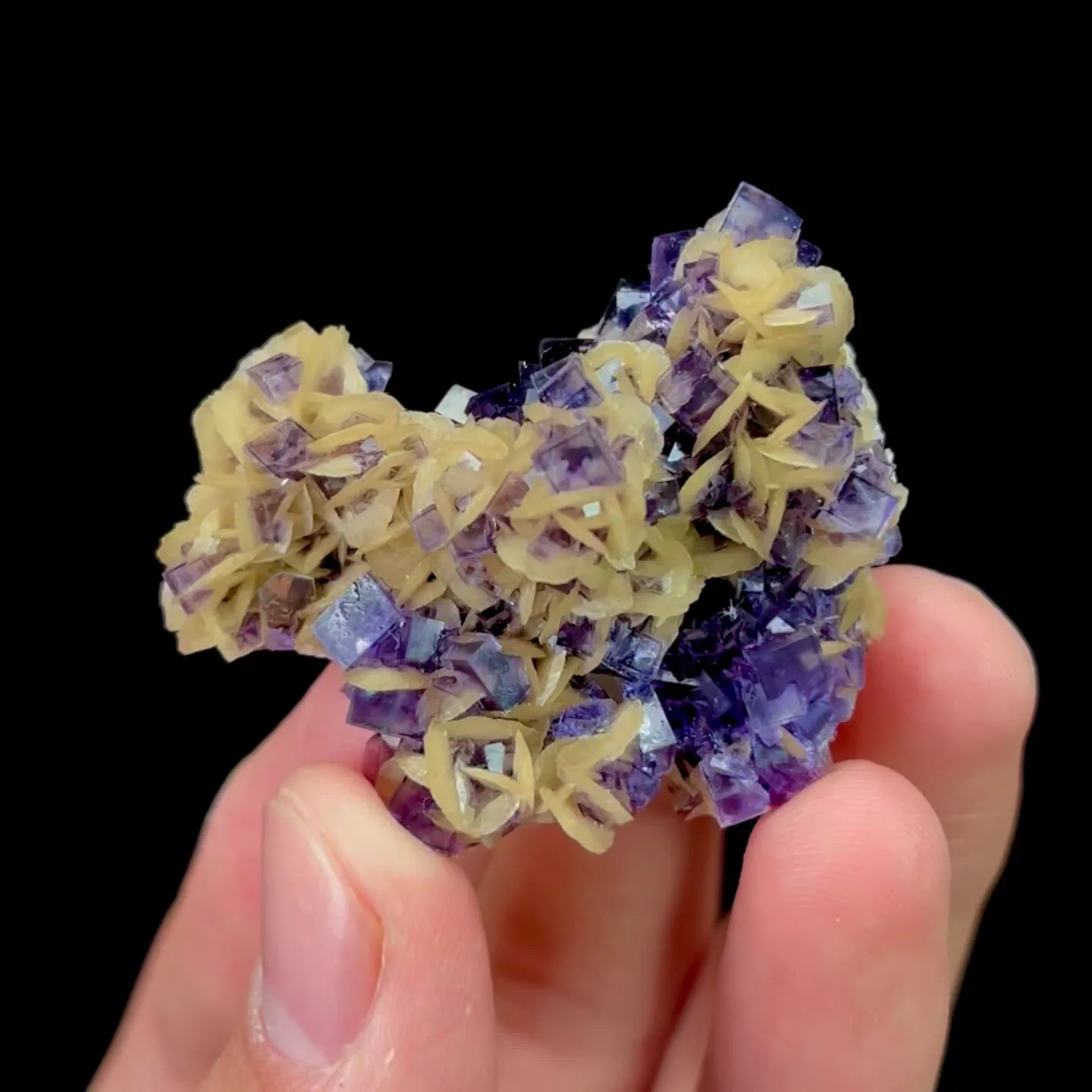 specimen video