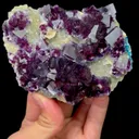 specimen video