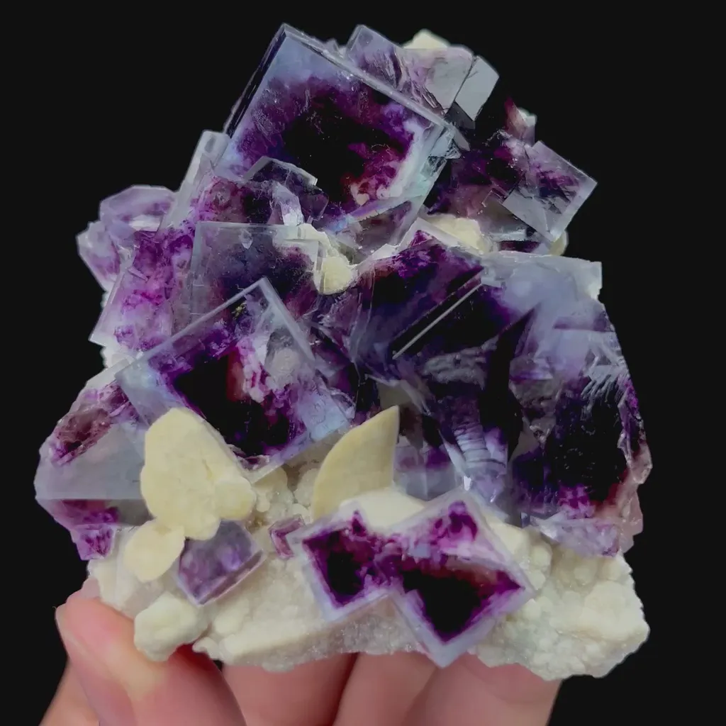specimen video
