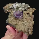 specimen video