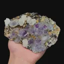 specimen video