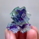 specimen video