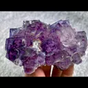 specimen video