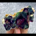 specimen video