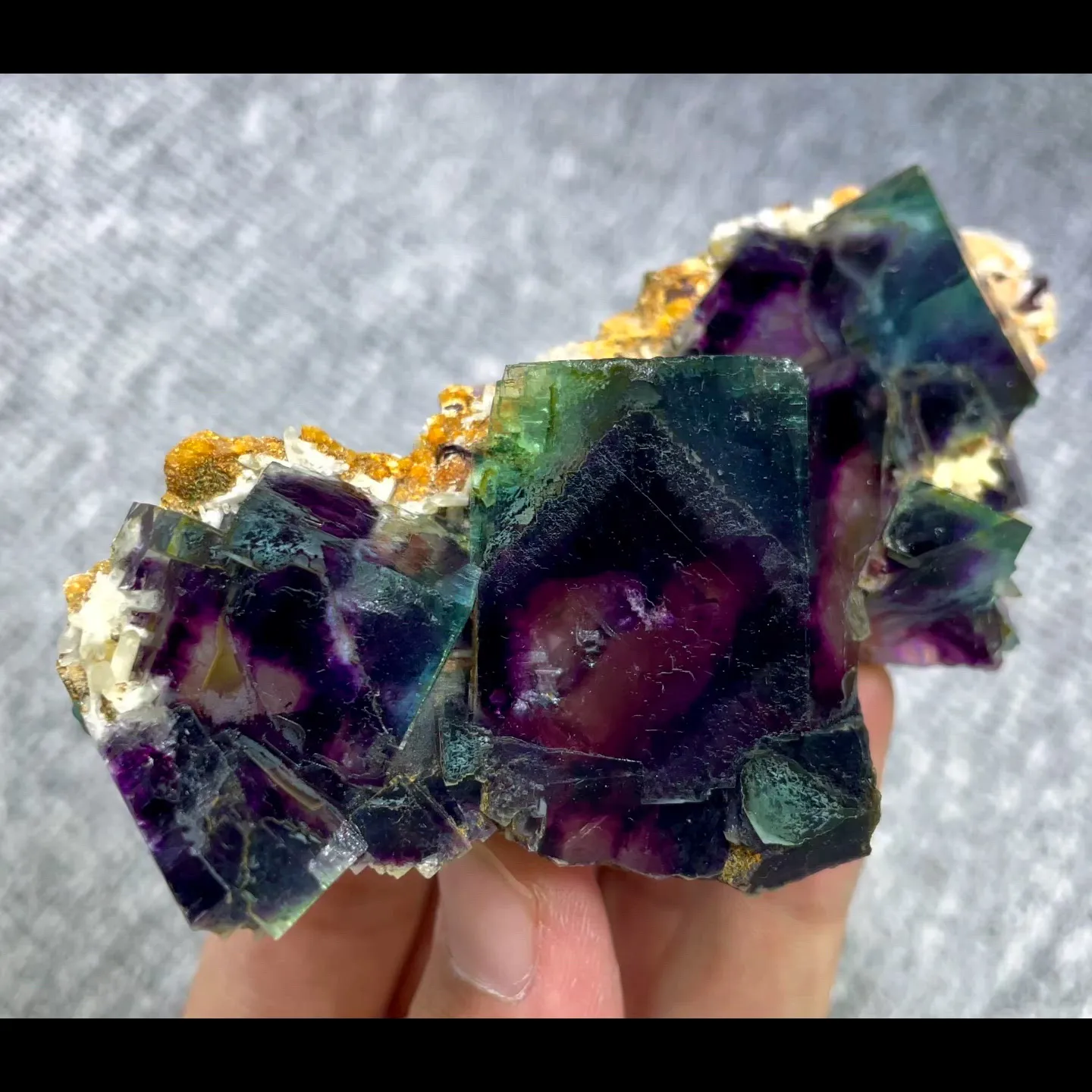 specimen video