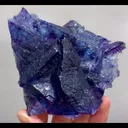 specimen video