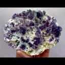 specimen video