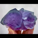 specimen video