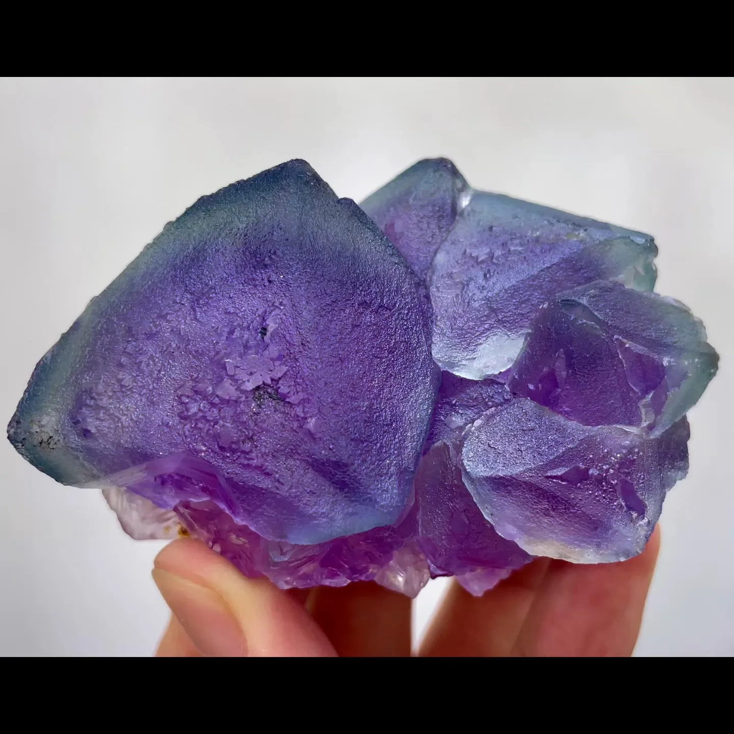 specimen video