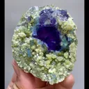 specimen video